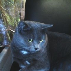 Подробнее об объявлении «Пропал кот семейный любимец. Мытищи» Фото: пропала кошка Британская короткошерстная «Пропал кот семейный любимец. Мытищи» в г. Мытищи