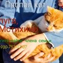Подробнее об объявлении «Калуга Пропал кот во мстихино» Фото: пропала кошка  «Калуга Пропал кот во мстихино» в г. Калуга