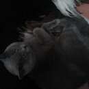 Подробнее об объявлении «Улан-Удэ Пропал кот» Фото: пропала кошка Британская короткошерстная «Улан-Удэ Пропал кот» в г. Улан-Удэ