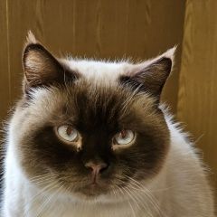 Подробнее об объявлении «Бологое Пропал кот на жд вокзале, побежал в сторону леса» Фото: пропала кошка  «Бологое Пропал кот на жд вокзале, побежал в...» в г. Бологое