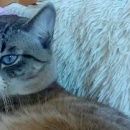 Подробнее об объявлении «Бердск Пропал кот голубоглазый кот в е» Фото: пропала кошка  «Бердск Пропал кот голубоглазый кот в е» в г. Бердск