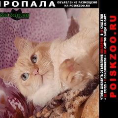Подробнее об объявлении «Пропал кот ботя Санкт-Петербург» Фото: пропала кошка Сибирская кошка «Пропал кот ботя Санкт-Петербург» в г. Санкт-Петербург