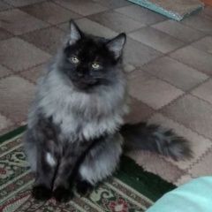 Подробнее об объявлении «Пропал кот ул. советская Малаховка» Фото: пропала кошка  «Пропал кот ул. советская Малаховка» в г. Малаховка