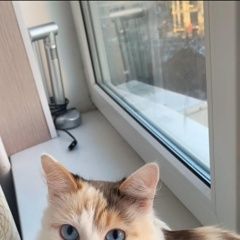 Подробнее об объявлении «Пропала кошка Москва» Фото: пропала кошка  «Пропала кошка Москва» в г. Москва