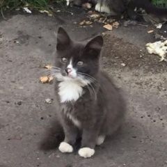 Подробнее об объявлении «Пропал котёнок  срочно    Реутов» Фото: пропала кошка  «Пропал котёнок  срочно    Реутов» в г. Реутов