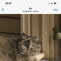 Подробнее об объявлении «Пропала кошка помогите вернуть домой Новокузнецк» Фото: пропала кошка  «Пропала кошка помогите вернуть домой Новокузнецк» в г. Новокузнецк