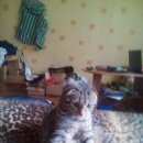 Подробнее об объявлении «Иваново Пропал котик помесь британца» Фото: пропала кошка  «Иваново Пропал котик помесь британца» в г. Иваново