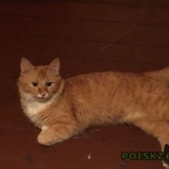 Подробнее об объявлении «Пропал кот рыжий. Краснодар» Фото: пропала кошка Невская маскарадная «Пропал кот рыжий. Краснодар» в г. Краснодар