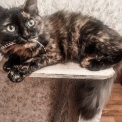 Подробнее об объявлении «Пропала кошка Санкт-Петербург» Фото: пропала кошка  «Пропала кошка Санкт-Петербург» в г. Санкт-Петербург