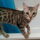 Подробнее об объявлении «Адлер Пропал котёнок 7месяцев» Фото: пропала кошка  «Адлер Пропал котёнок 7месяцев» в г. Адлер