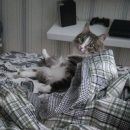 Подробнее об объявлении «Пропал кот - любимец семьи Томск» Фото: пропала кошка  «Пропал кот - любимец семьи Томск» в г. Томск