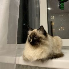 Подробнее об объявлении «Казань Пропала кошка» Фото: пропала кошка  «Казань Пропала кошка» в г. Казань