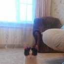 Подробнее об объявлении «Пропала кошка Железнодорожный (Московск.)» Фото: пропала кошка  «Пропала кошка Железнодорожный (Московск.)» в г. Железнодорожный (Московск.)