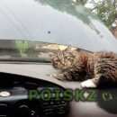 Подробнее об объявлении «Кропоткин Пропал кот наш любимец.» Фото: пропала кошка  «Кропоткин Пропал кот наш любимец.» в г. Кропоткин