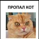 Подробнее об объявлении «Пропал кот Самара» Фото: пропала кошка  «Пропал кот Самара» в г. Самара
