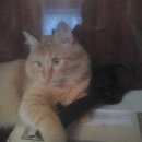 Подробнее об объявлении «Пропал кот рыжий пушистый кот  Томск» Фото: пропала кошка  «Пропал кот рыжий пушистый кот  Томск» в г. Томск