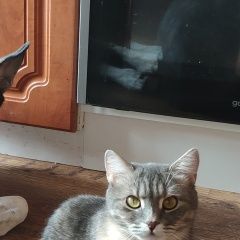 Подробнее об объявлении «Пропала кошка серая кошка Алабино» Фото: пропала кошка  «Пропала кошка серая кошка Алабино» в г. Алабино