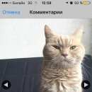 Подробнее об объявлении «Москва Пропал кот» Фото: пропала кошка Британская короткошерстная «Москва Пропал кот» в г. Москва