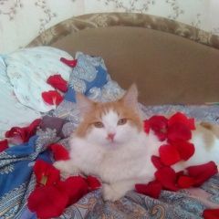 Подробнее об объявлении «Пропал кот яша Самара» Фото: пропала кошка  «Пропал кот яша Самара» в г. Самара