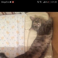 Подробнее об объявлении «Пропала кошка Ростов-на-Дону» Фото: пропала кошка  «Пропала кошка Ростов-на-Дону» в г. Ростов-на-Дону
