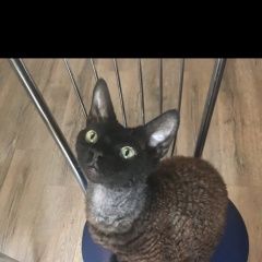 Подробнее об объявлении «Пропал кот помогите Москва» Фото: пропала кошка Девон-рекс «Пропал кот помогите Москва» в г. Москва