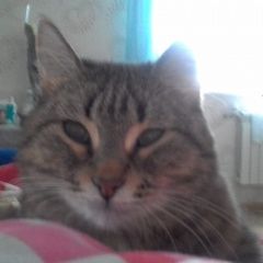 Подробнее об объявлении «Пропала кошка помогите найти   Москва» Фото: пропала кошка  «Пропала кошка помогите найти   Москва» в г. Москва
