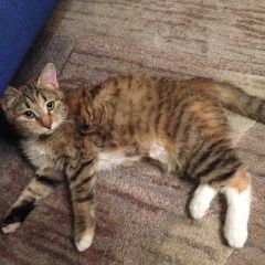 Подробнее об объявлении «Пропала кошка Москва» Фото: пропала кошка  «Пропала кошка Москва» в г. Москва