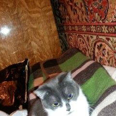 Подробнее об объявлении «Пропала кошка Москва» Фото: пропала кошка  «Пропала кошка Москва» в г. Москва