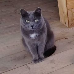 Подробнее об объявлении «Красноярск Пропала кошка» Фото: пропала кошка  «Красноярск Пропала кошка» в г. Красноярск