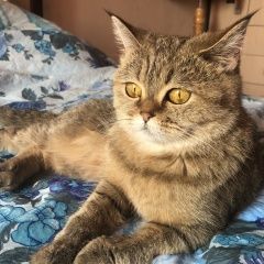 Подробнее об объявлении «Пропала кошка коммунарка Москва» Фото: пропала кошка Шотландская вислоухая «Пропала кошка коммунарка Москва» в г. Москва