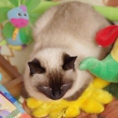 Подробнее об объявлении «Казань Пропала кошка сиамская, тайская.» Фото: пропала кошка  «Казань Пропала кошка сиамская, тайская.» в г. Казань