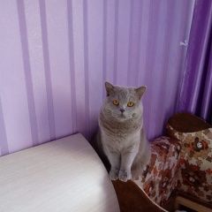 Подробнее об объявлении «Пропал кот Томск» Фото: пропала кошка Британская длинношерстная «Пропал кот Томск» в г. Томск