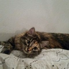 Подробнее об объявлении «Пропала кошка любимая кошка Томск» Фото: пропала кошка  «Пропала кошка любимая кошка Томск» в г. Томск