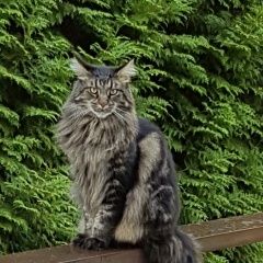 Подробнее об объявлении «Пропал кот в к/п ваутутинки мейн-кун Троицк» Фото: пропала кошка Мейн-кун «Пропал кот в к/п ваутутинки мейн-кун Троицк» в г. Троицк