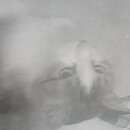 Подробнее об объявлении «Пропала кошка Верхняя Пышма» Фото: пропала кошка  «Пропала кошка Верхняя Пышма» в г. Верхняя Пышма