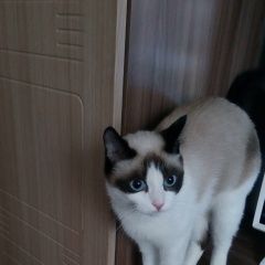 Подробнее об объявлении «Красноярск Пропала кошка» Фото: пропала кошка  «Красноярск Пропала кошка» в г. Красноярск