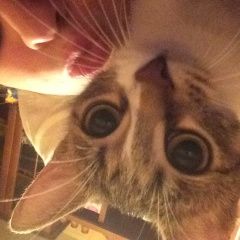 Подробнее об объявлении «Пропала кошка Дедовск» Фото: пропала кошка  «Пропала кошка Дедовск» в г. Дедовск
