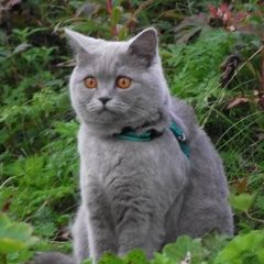 Подробнее об объявлении «Мурманск Пропала кошка британка муся» Фото: пропала кошка  «Мурманск Пропала кошка британка муся» в г. Мурманск