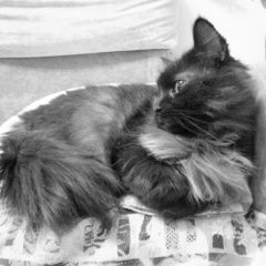 Подробнее об объявлении «Пропала кошка Москва» Фото: пропала кошка  «Пропала кошка Москва» в г. Москва