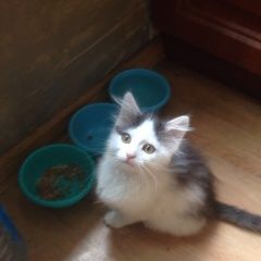 Подробнее об объявлении «Пропала кошка Мытищи» Фото: пропала кошка  «Пропала кошка Мытищи» в г. Мытищи