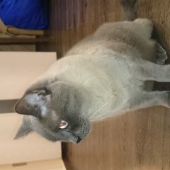 Подробнее об объявлении «Пропал кот Смоленск» Фото: пропала кошка  «Пропал кот Смоленск» в г. Смоленск