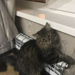 Подробнее об объявлении «Пропал кот медведково   Москва» Фото: пропала кошка Сибирская «Пропал кот медведково   Москва» в г. Москва