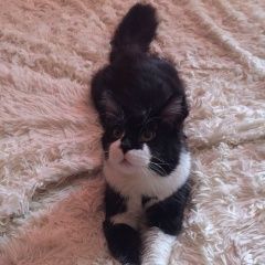 Подробнее об объявлении «Икша Пропал кот член семьи-породы мейнкун» Фото: пропала кошка Мейн-кун «Икша Пропал кот член семьи-породы мейнкун» в г. Икша