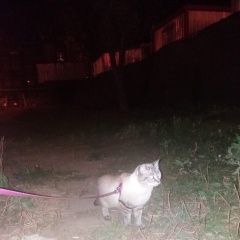 Подробнее об объявлении «Пропала кошка Долгопрудный» Фото: пропала кошка  «Пропала кошка Долгопрудный» в г. Долгопрудный