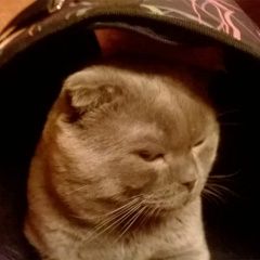 Подробнее об объявлении «Тверь Пропал кот» Фото: пропала кошка  «Тверь Пропал кот» в г. Тверь