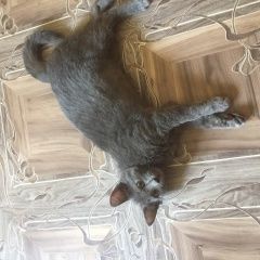 Подробнее об объявлении «Нижний Новгород Пропал кот» Фото: пропала кошка Русская голубая «Нижний Новгород Пропал кот» в г. Нижний Новгород