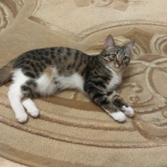 Подробнее об объявлении «Пропала кошка Тюмень» Фото: пропала кошка  «Пропала кошка Тюмень» в г. Тюмень