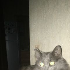 Подробнее об объявлении «Пропала кошка Москва» Фото: пропала кошка  «Пропала кошка Москва» в г. Москва