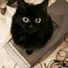 Подробнее об объявлении «Воронеж Пропала кошка» Фото: пропала кошка  «Воронеж Пропала кошка» в г. Воронеж