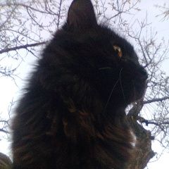 Подробнее об объявлении «Геленджик Пропал кот» Фото: пропала кошка  «Геленджик Пропал кот» в г. Геленджик